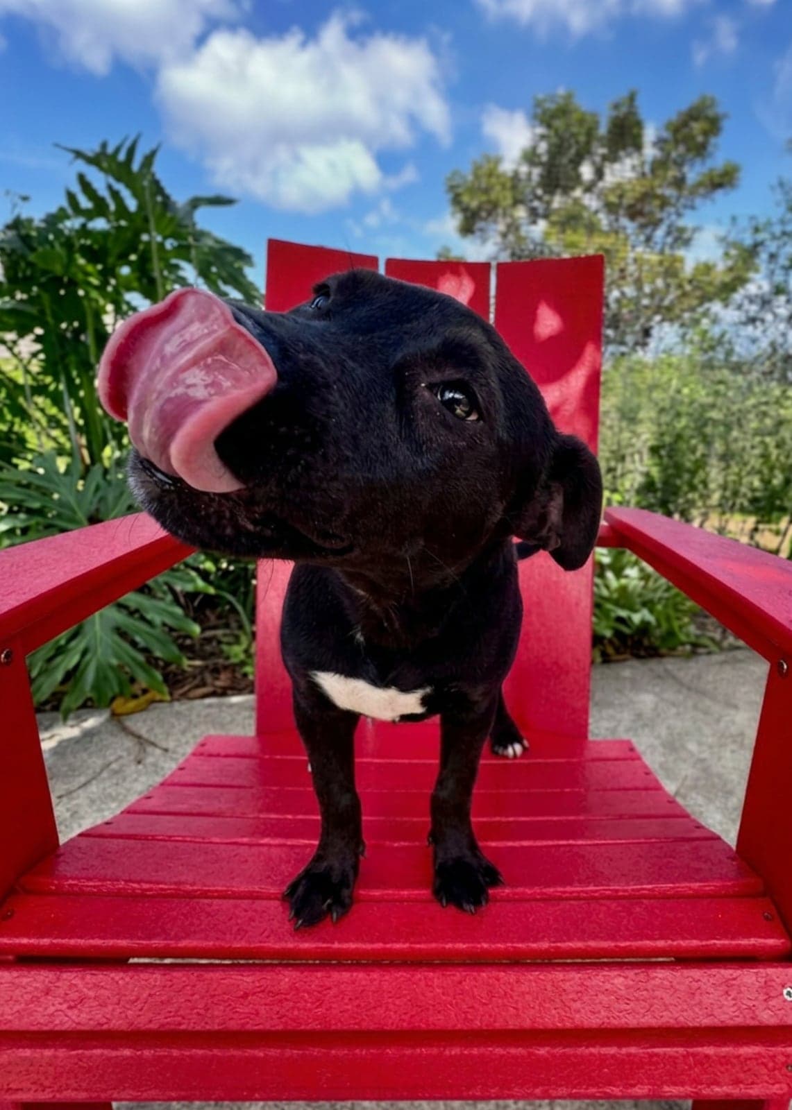 A shelter puppy relaxing on a red chair at the HSSTT campus
